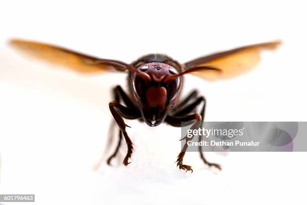 Indian Wasp Insect 289 India Wasps Stock Photos, High-Res Pictures, and Images - Getty Images