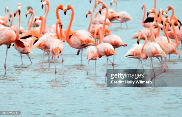 flock of flamingoes wading in water - curaçao fotografías e imágenes de stock