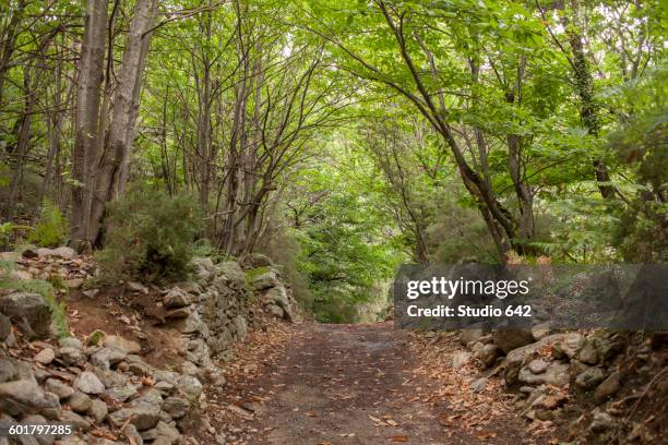 dirt path in remote forest - hérault stockfoto's en -beelden