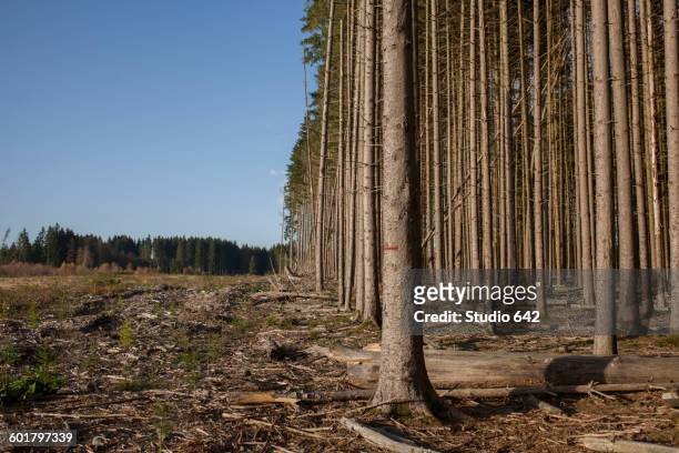 bare trees growing in rural forest - trench stock pictures, royalty-free photos & images