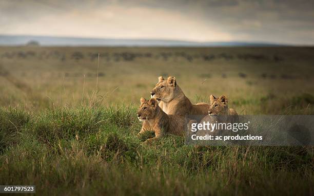 lioness and cubs laying in remote field - löwe großkatze stock-fotos und bilder