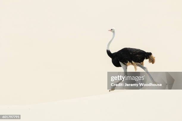 ostrich walking in sand dune - ostrich ストックフォトと画像