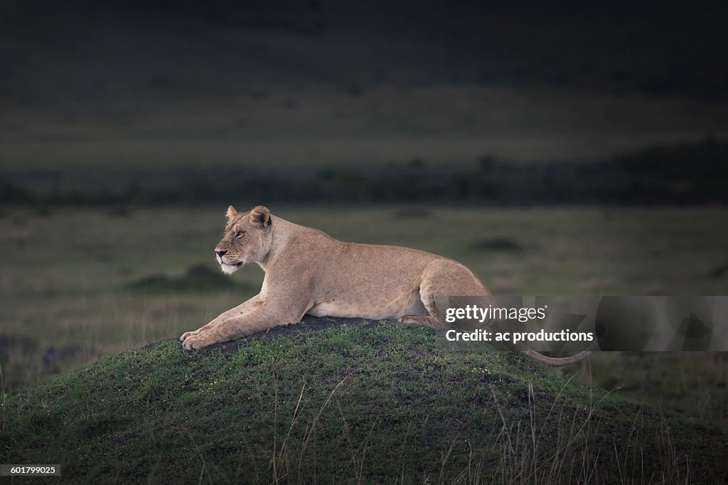 Lioness laying in field