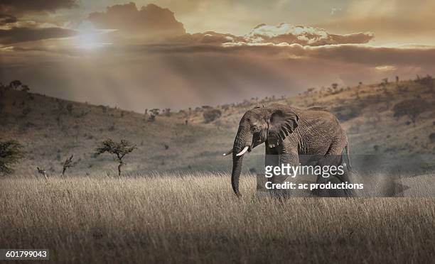 elephant grazing in savanna field - african elephants sunset stock pictures, royalty-free photos & images