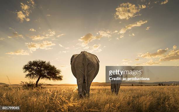 elephant and calf grazing in savanna field - safari animals - fotografias e filmes do acervo