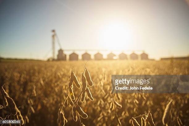 close up of crops growing in farm field - soybean stock-fotos und bilder
