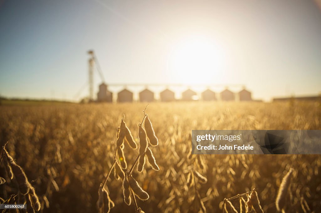 Close up of crops growing in farm field