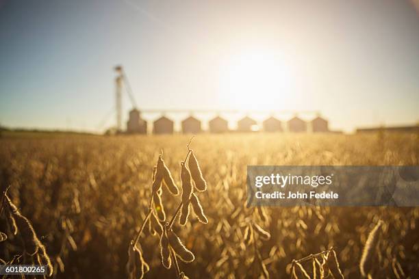 close up of crops growing in farm field - rural missouri stock pictures, royalty-free photos & images
