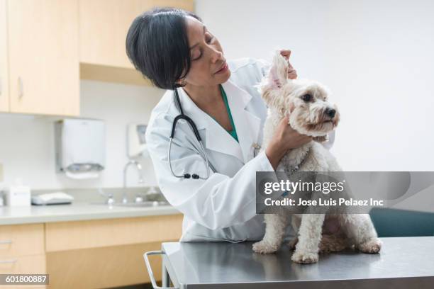 black veterinarian examining dog ear - dierenarts stockfoto's en -beelden