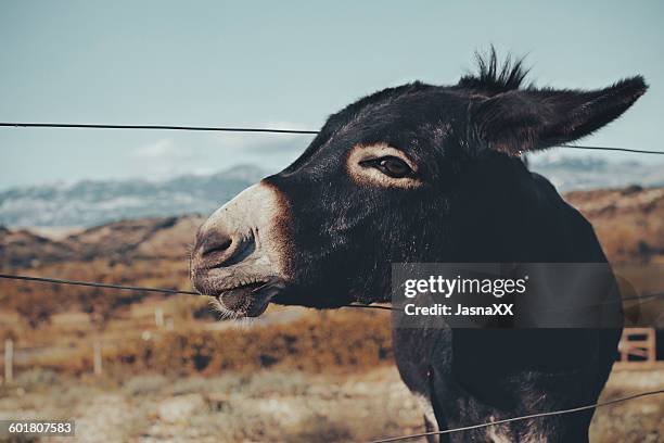 donkey standing in a field, novalja, croatia - novalja stock-fotos und bilder