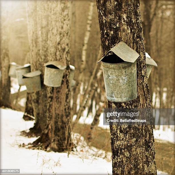 Spring Maple Tree Tapping Maple Tapping Photos and Premium High Res Pictures - Getty Images