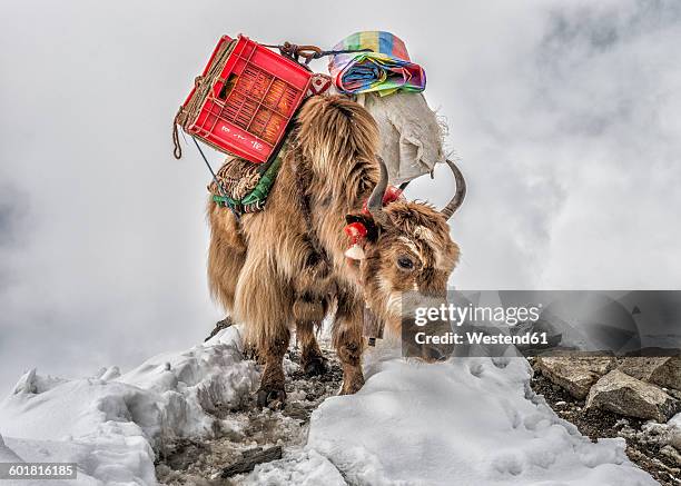 nepal, himalayas, khumbu, everest region, yak carrying supplies - mt everest base camp stock-fotos und bilder