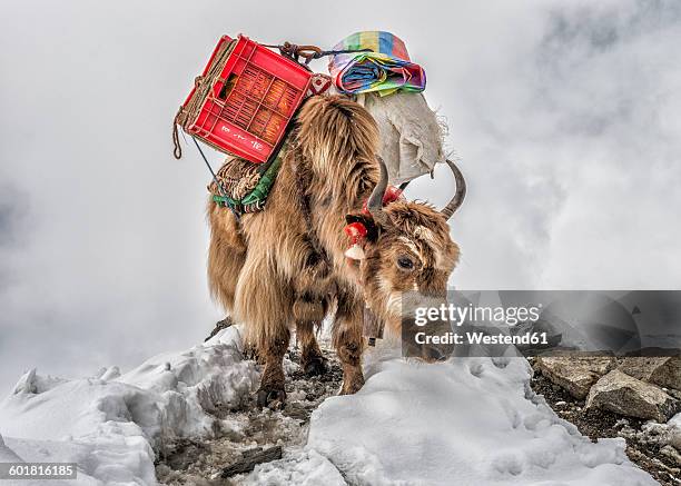 nepal, himalayas, khumbu, everest region, yak carrying supplies - base camp stock pictures, royalty-free photos & images