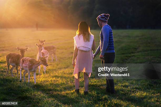 couple with deers on a meadow at sunset - roe deer female stock pictures, royalty-free photos & images