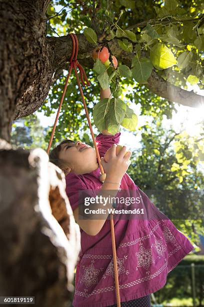 girl reaching for an apple on tree - muster point stock pictures, royalty-free photos & images