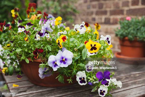 viola on garden-table in flowerpot - pansy fotografías e imágenes de stock