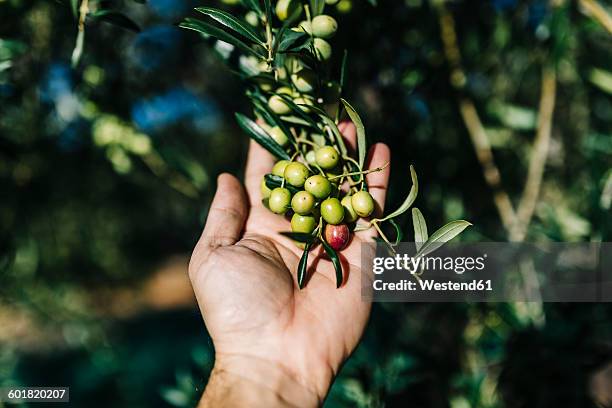 man's hand holding twig with olives - olive tree hand stock pictures, royalty-free photos & images