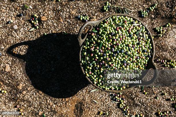 spain, tarragona, basket of harvested olives - harvest basket stock pictures, royalty-free photos & images