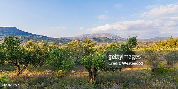 greece, dodecanese, rhodes, view of ataviros mountain, olive orchard - greece landscape stock pictures, royalty-free photos & images
