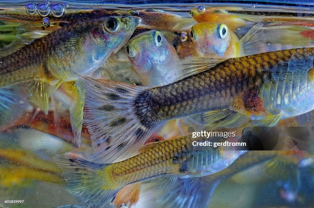 School of guppy fish