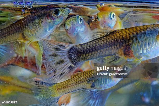 school of guppy fish - guppy fish stock pictures, royalty-free photos & images
