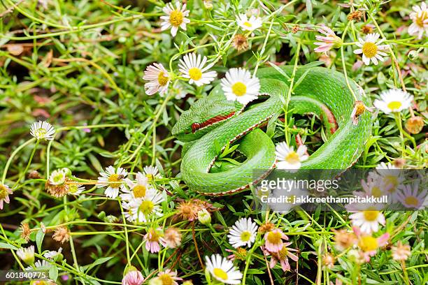 bush viper snake (atheris hispida) camouflaged in daisy grass - viper stockfoto's en -beelden