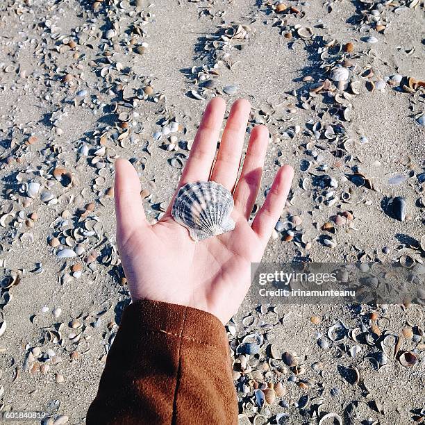 Shell On Hand 1,284 Hand Holding Sea Shells Stock Photos, High-Res Pictures, and ...