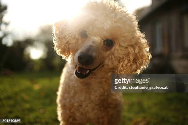 Portrait of a poodle dog smiling