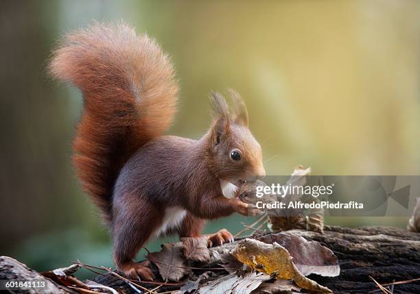 Red squirrel, with a nut,  Artica, Navarra, Spain