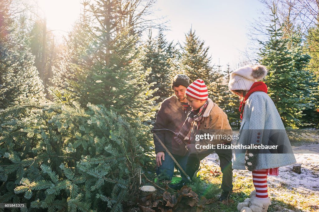 Young boy cutting down Christmas tree with father and sister
