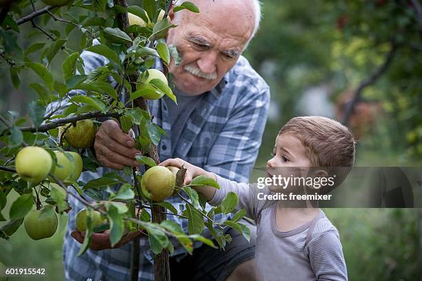 grandfather and grandson - apple picking stock pictures, royalty-free photos & images