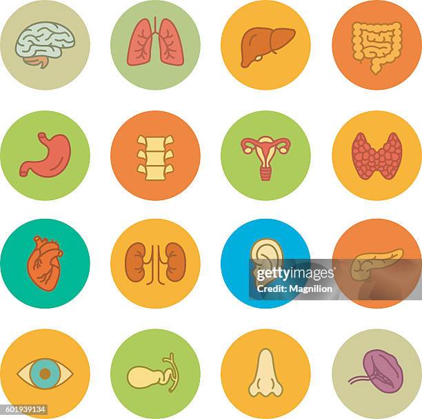 ilustraciones, imágenes clip art, dibujos animados e iconos de stock de conjunto de iconos de vector órganos humanos - flat stomach