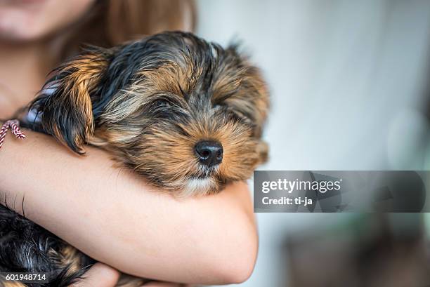 endless love - yorkshire terrier stock pictures, royalty-free photos & images