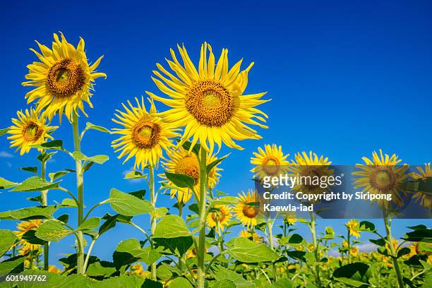 low angle of sunflowers with blue sky in background in thailand - ヒマワリ属 ストックフォトと画像