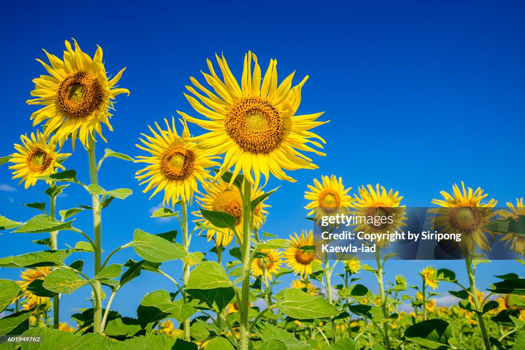 Low angle of sunflowers with blue sky in background in Thailand