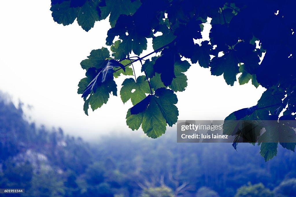 Tree leaves