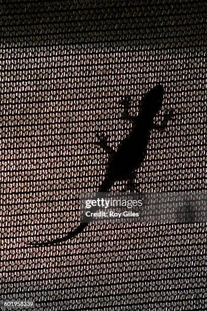 gecko on fly screen - maputaland fotografías e imágenes de stock