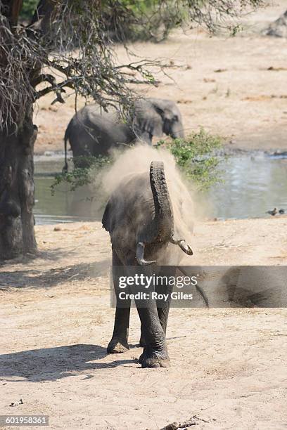 elephants at waterhole taking sand bath - maputaland stock-fotos und bilder