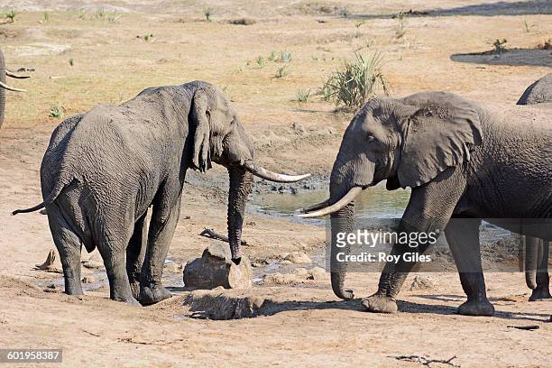 african elephants in groups - maputaland stock-fotos und bilder