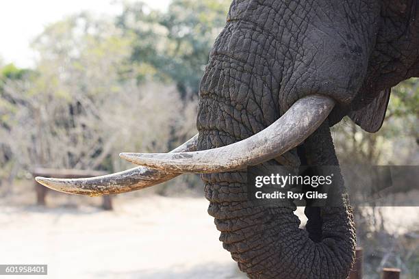 african elephants walking - maputaland stock-fotos und bilder