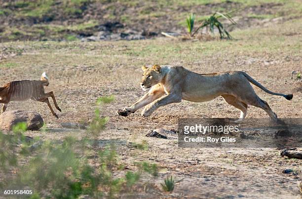 lion on kill - maputaland stock-fotos und bilder