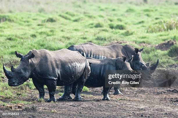 rhinoceros in mud - maputaland stock-fotos und bilder