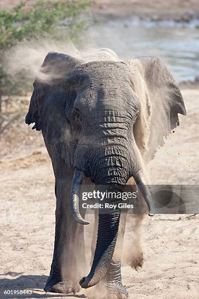 elephants at waterhole taking sand bath - maputaland stock-fotos und bilder