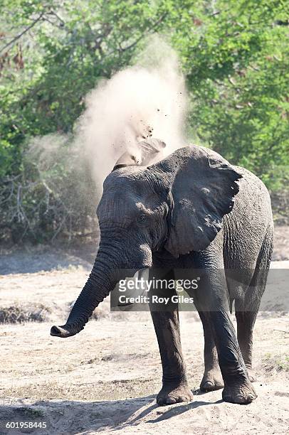 elephants at waterhole taking sand bath - maputaland stock-fotos und bilder