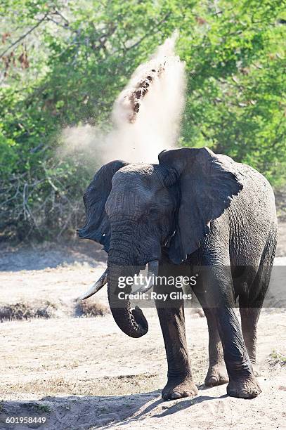 elephants at waterhole taking sand bath - maputaland stock-fotos und bilder