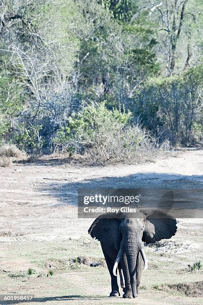 african elephants walking - maputaland fotografías e imágenes de stock