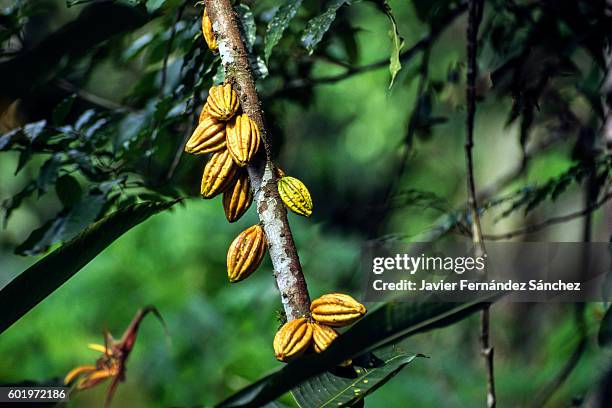 the fruit of the cocoa plant in costa rica. - cacao fruit stock pictures, royalty-free photos & images
