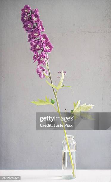 violet larkspur in a glass vase - riddarsporresläktet bildbanksfoton och bilder