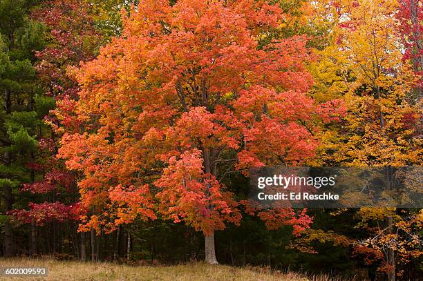 red maple tree in sleeping bear dunes - ahorn stock-fotos und bilder