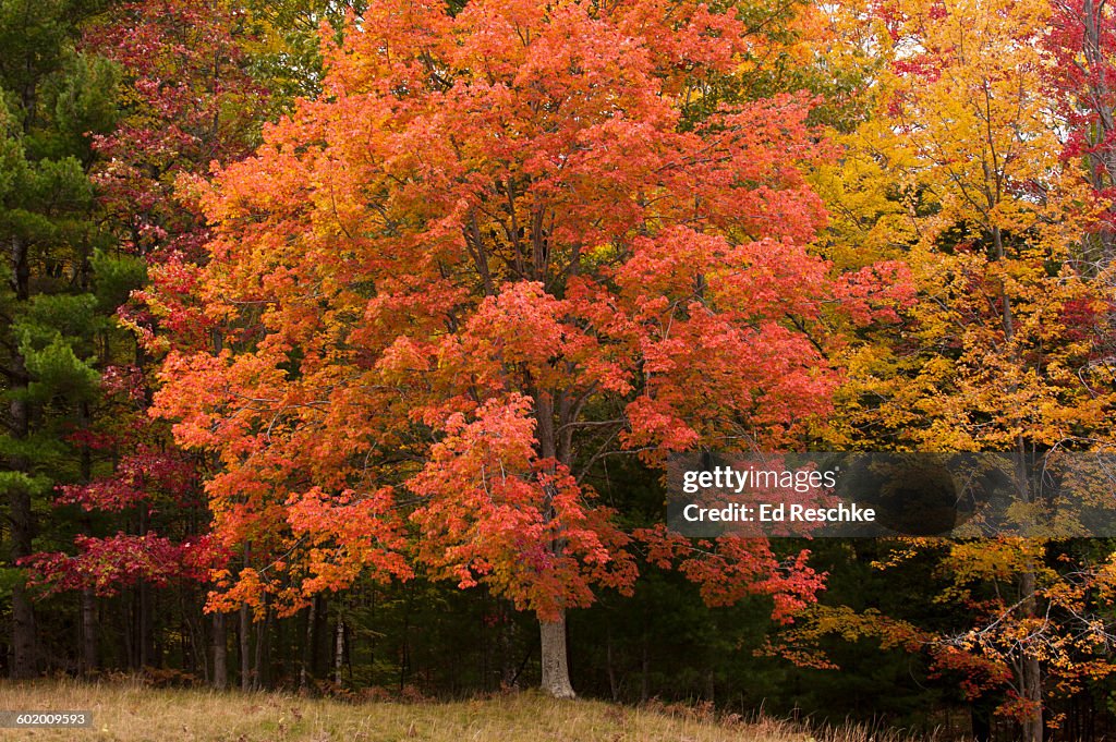 Red Maple Tree in Sleeping Bear Dunes